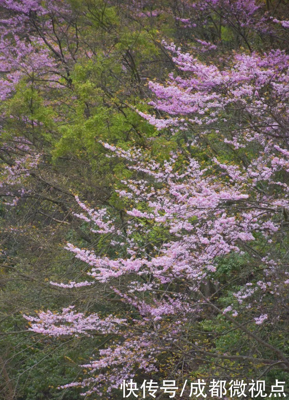 紫色花海迷人眼，赏花攻略已送达，只待君来