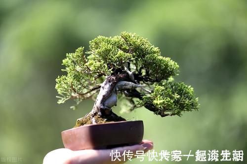松柏|松柏盆景是盆景界的长寿树，教你日常养护的要求和技巧，长势旺盛