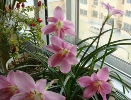  养花|学会这些，再也不用担心花不开草不绿了，你也能变成养花高手