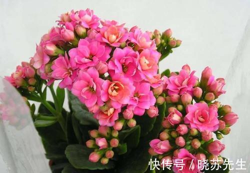 养长寿花这样养护，一年开多次花，花开爆盆