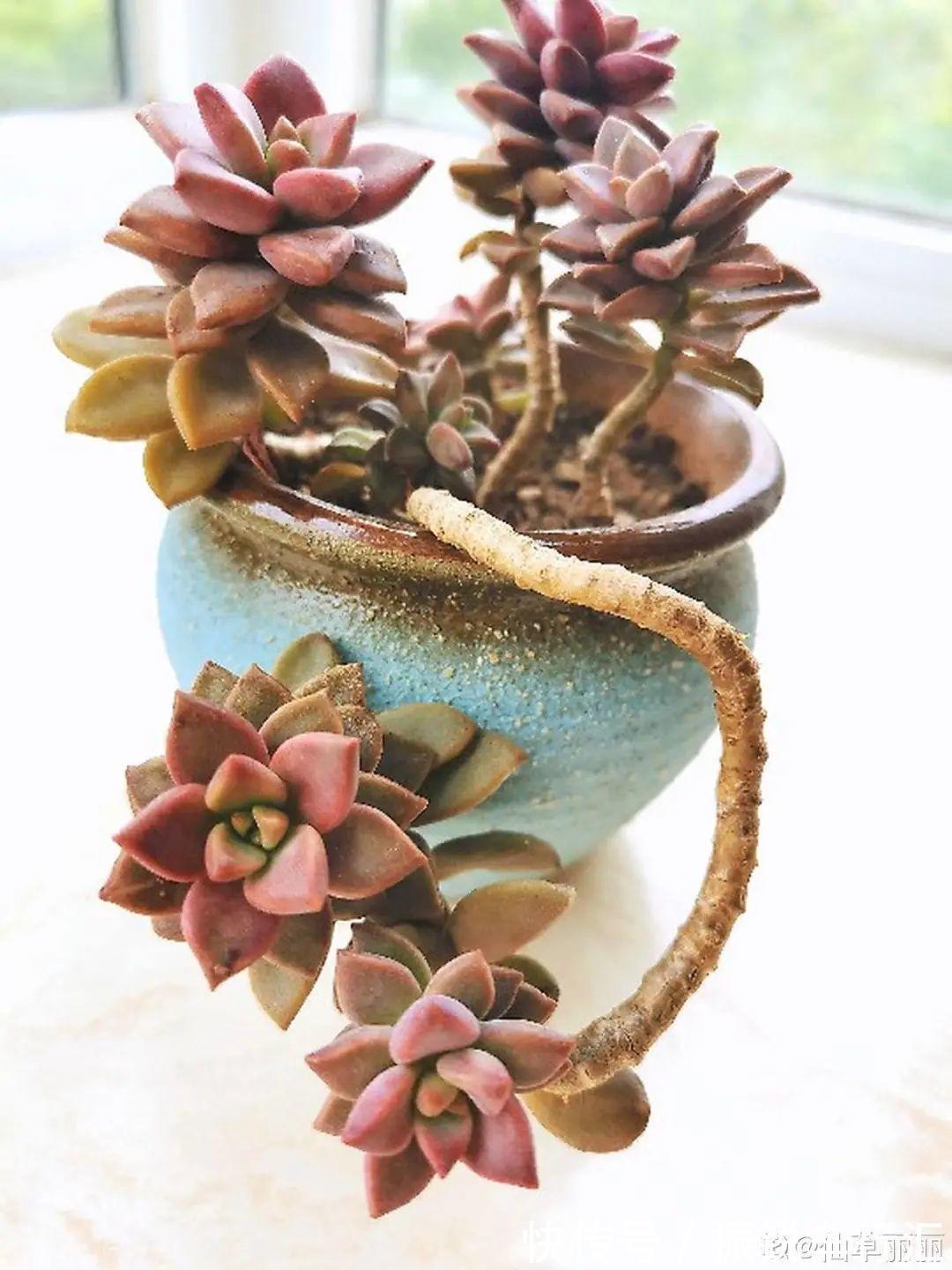 多肉长了“水桩”,不如砍了重来,实在太丑了