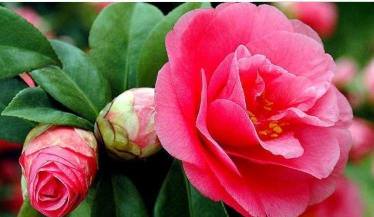 6种花是爆盆“能手”,开起花来拦不住,一养就上瘾!