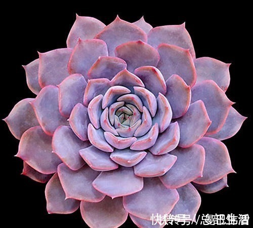 10款紫色系多肉,每一款都浪漫好养,养一盆“紫气东来”!