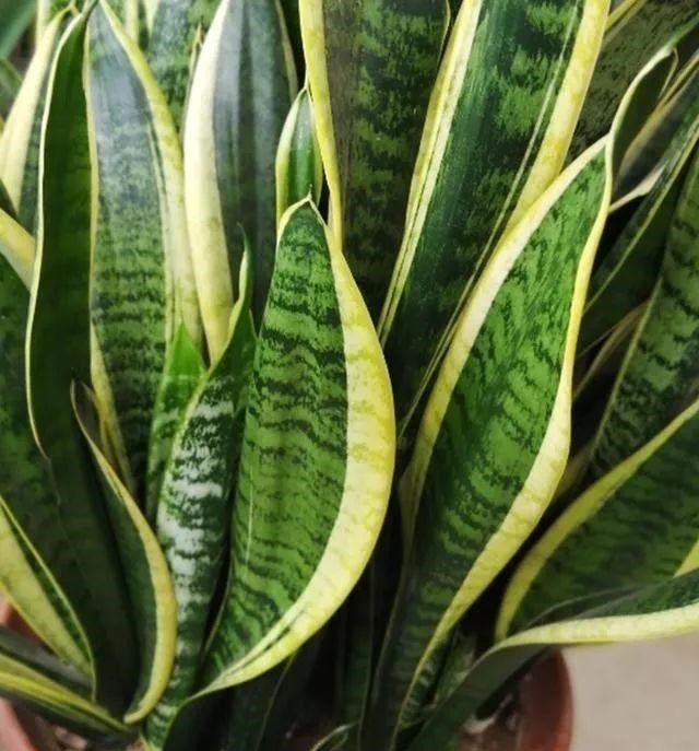 养金钱树虎皮兰，2周浇一壶“催芽水”，呼呼冒新芽，比花肥有效