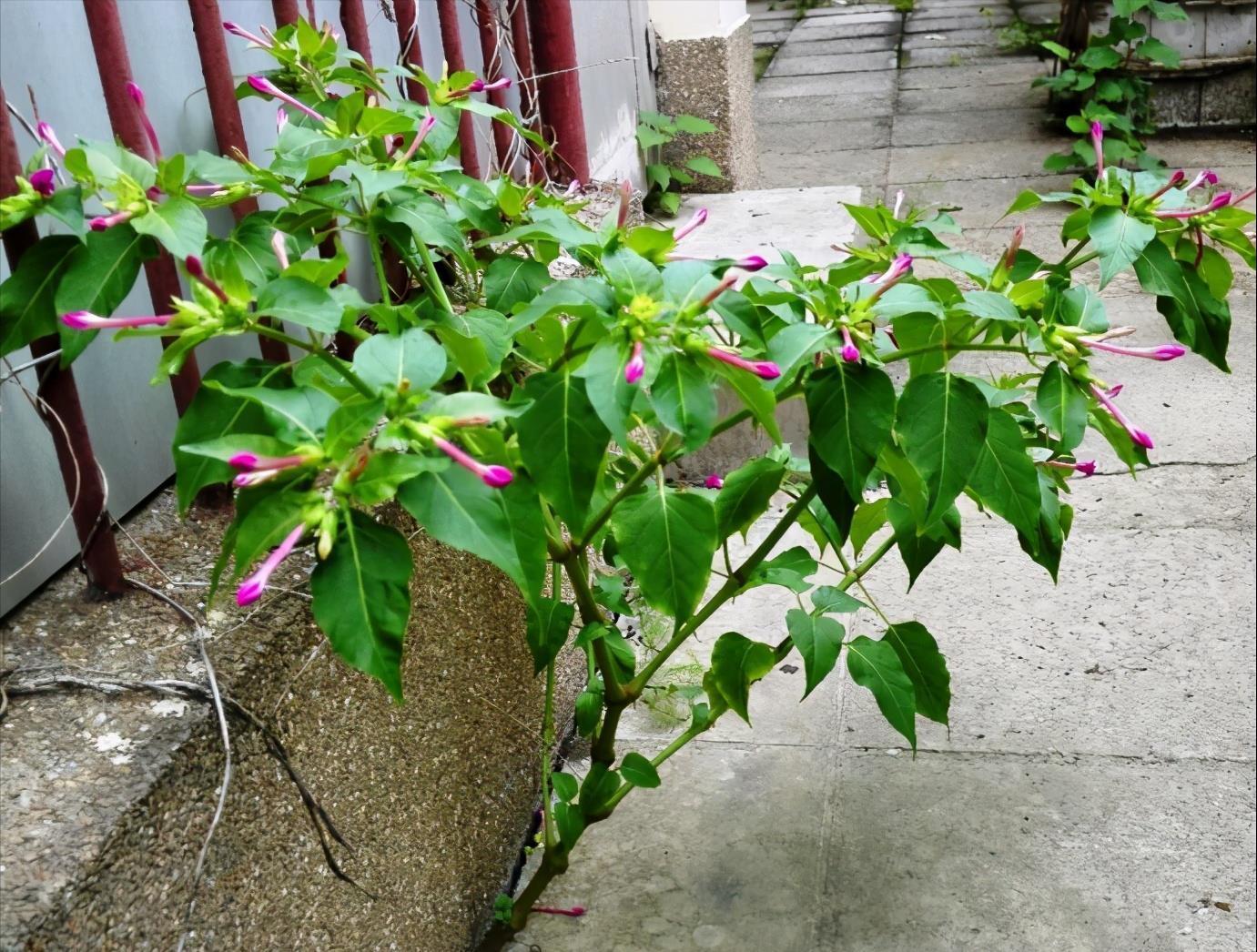 播种|7种“速生花”,现在丢土里,30天就长大,花香扑鼻真泼辣