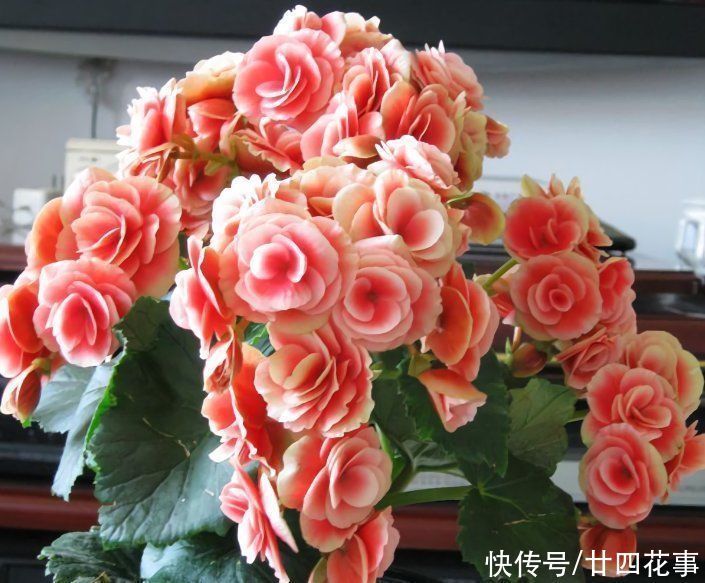 根系|这花冬天会“开挂”,养室内狂开花,一朵能开1个月,堪比塑料花