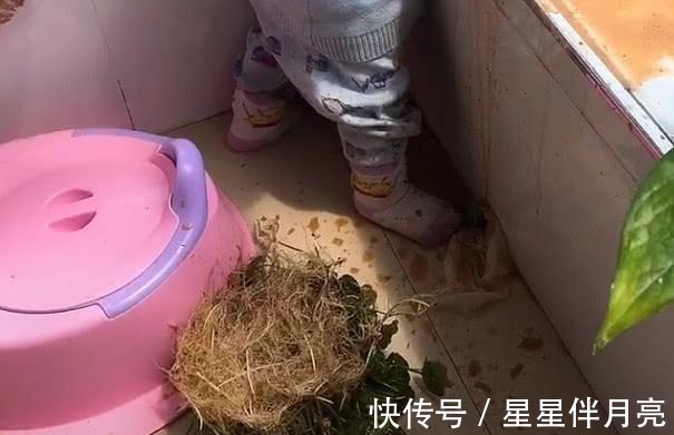 我妈|“破坏大王宝宝”趁机嚯嚯花草火了，我妈已经3天没打我了