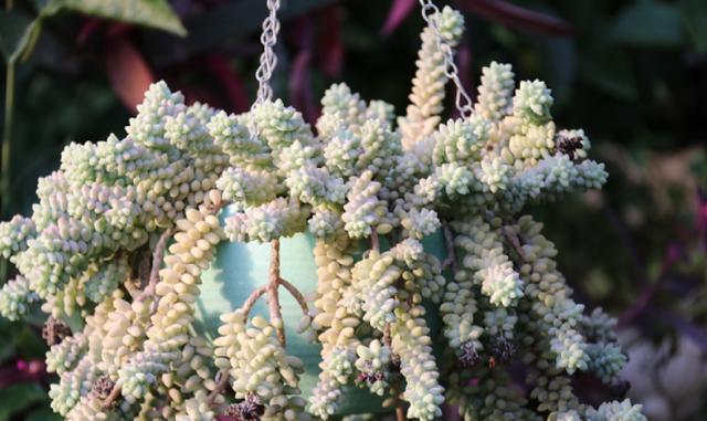 行为|养多肉5个“行为”要避免,否则会悄悄“毁掉”你的多肉