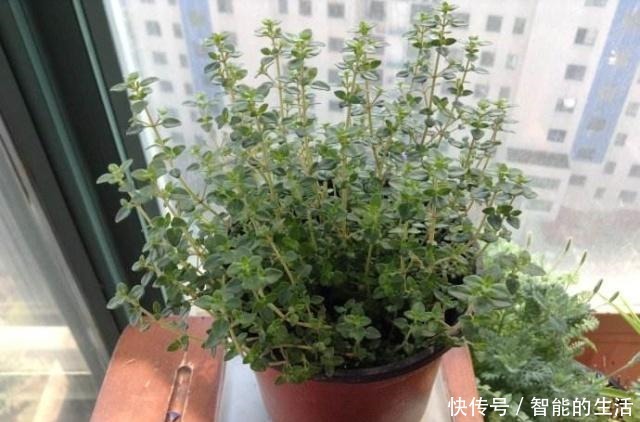 5种吸油烟的植物,放在厨房里,吸油烟除异味!