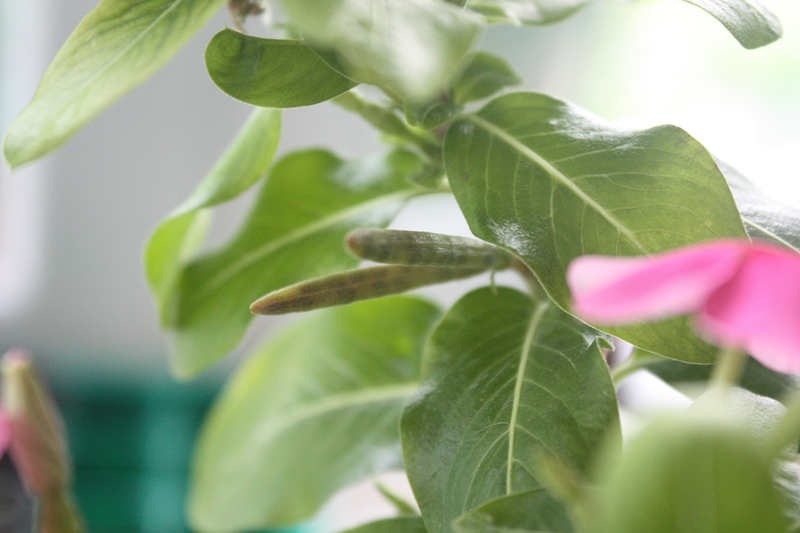 长春花|可以自生自长的花,种子掉土里就活,不用管开不停!