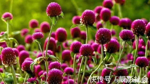 火球花|一种能常开不败的花卉盆栽，象征着永恒的爱，还能泡茶，受人喜爱