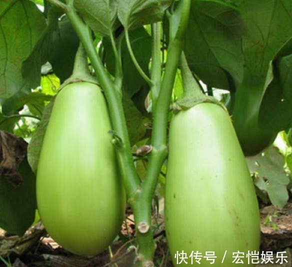 女性|会吃的人才健康,女性常吃3菜,排毒养颜,清脂减肥,好处多