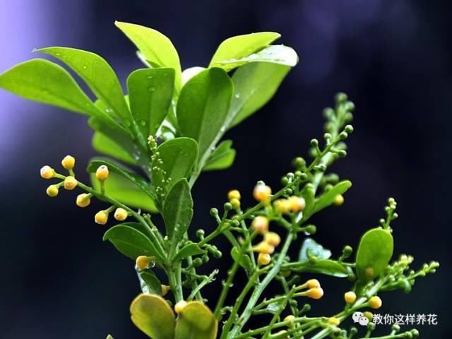 花香味|阳台就养这些花,花香味浓,久聚不散,香味飘满屋!