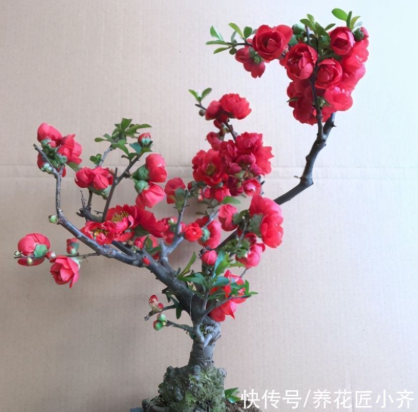 黄泥土的海棠花,想要养好它,首先要会“买”,其次要会“种”