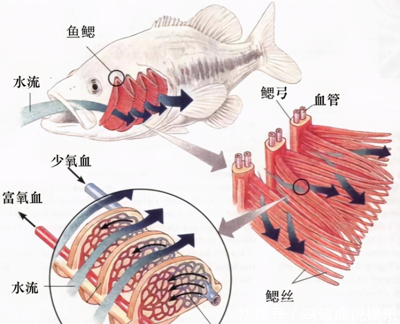 水中|神奇的古老弓鱼术,鱼离开水2天,照样鲜活