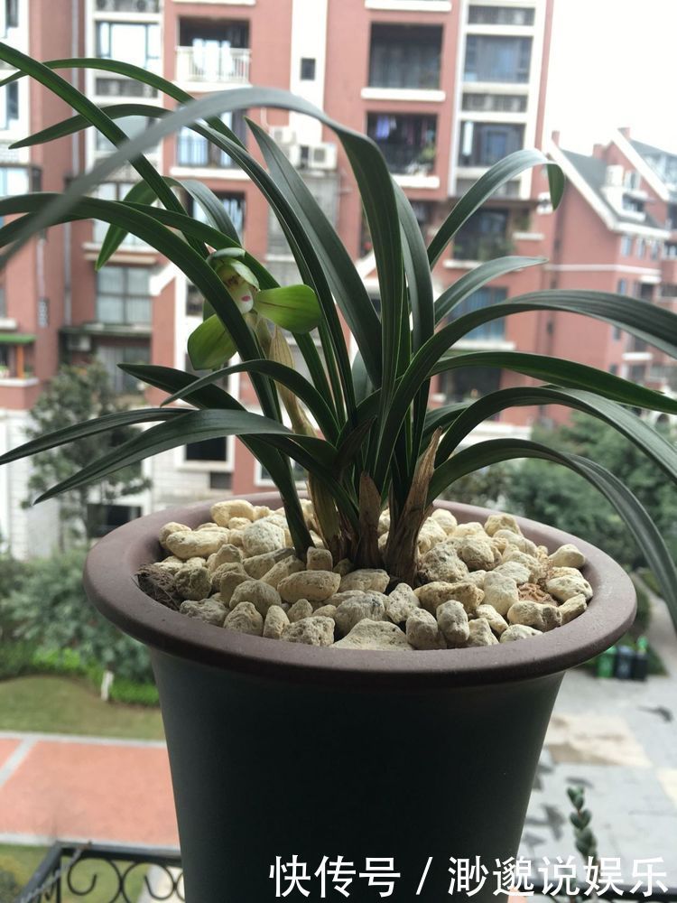 兰香|喜欢玫瑰,就选“珍稀名品”卡罗拉,标准玫瑰红,高贵优雅