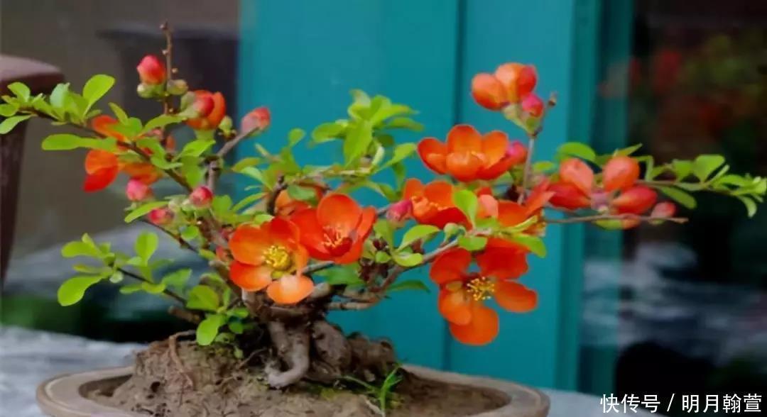 要点|冬天怎么养花不会死,六个要点要记牢