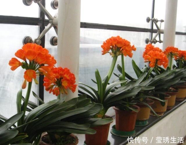 2种水,是养花的“砒霜水”,万万不能用,不然黄叶花枯死