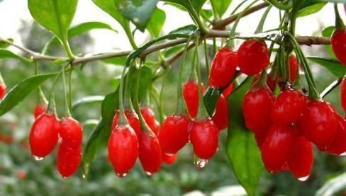 肝脏|蒲公英和此物“天生一对”，连喝三天，肝脏更健康，快来了解下