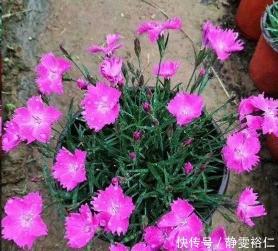 这花一年可开花300天，盆栽或庭院花坛均可种植，耐热又耐寒