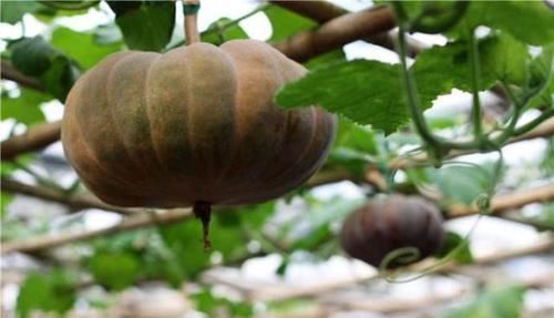 伤身|提个醒：南瓜虽好，但是也有三个禁忌，吃错了，食补不成反伤身