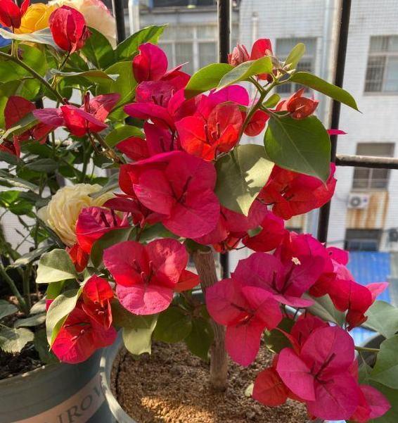 想要盆栽三角梅花团锦簇就从4方面入手,保管1个月花满枝头