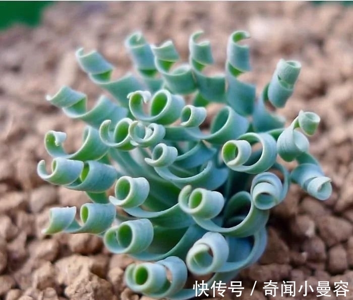漂亮|20个难得一见的多肉植物,每一个都漂亮极了