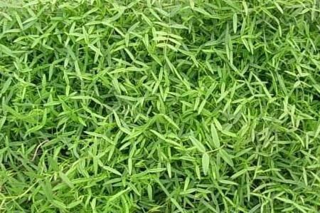 采摘|这种野菜,种子具有毒性,但它的叶子却很香,很多人应该没吃过
