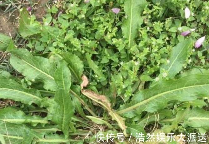 农村|农村以下喂猪的野草,能清热解毒,消肿止痛,凉血止血,你认识吗