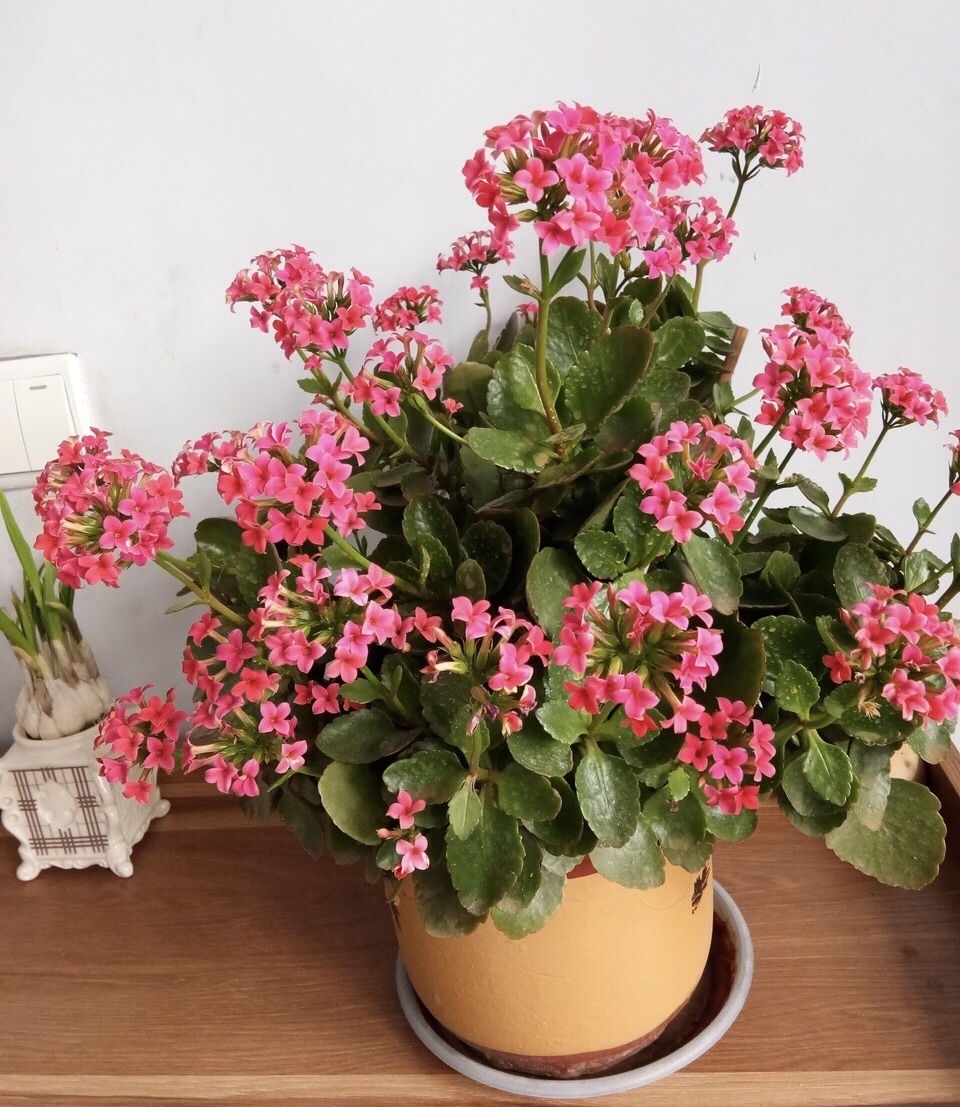 粗壮|长寿花越养“越瘦”怎么办教你3字口诀,1年变老桩,开成花球