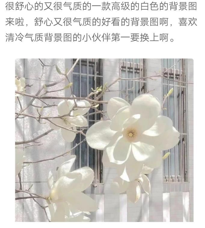 背景图|2022全新简洁有质感的白色背景图 性格是个不治之症但我永远热爱自己