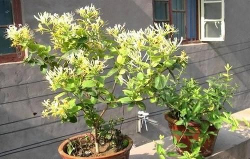 这5样“小药丸”不值钱，过期了却仍能磨粉养花，好处多多