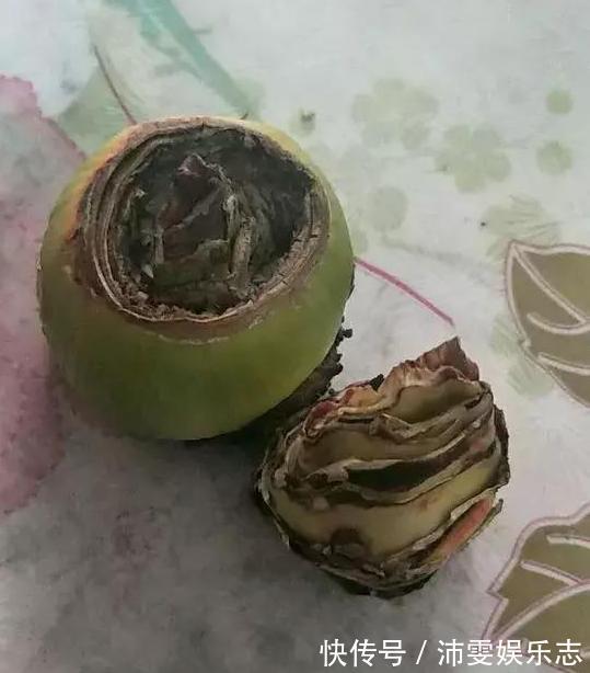 种球|朱顶红“烂了”是好事!切2刀养一个月,变成50株小苗