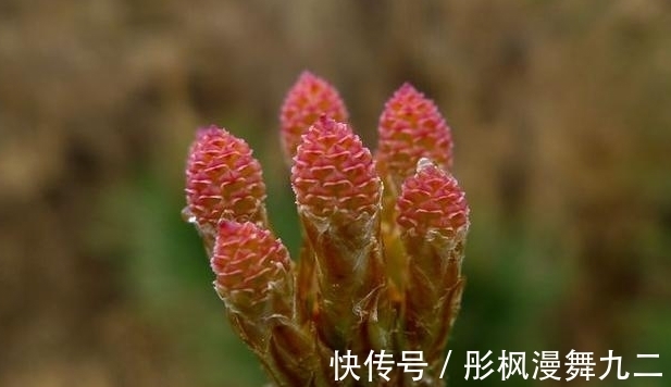 暖阳&你知道这是什么花吗?其实,你家山上就有,只是没有在意