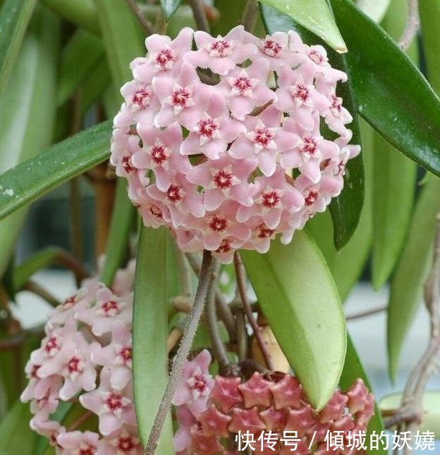 迷你玫瑰|超好养的“4种花”，越不浇水越爆盆，新手懒人都喜欢，开花漂亮