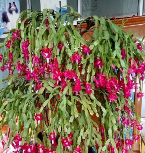 发酵|2种不要的“垃圾”,却是养花的“花肥王”,蟹爪兰吃一点就爆花