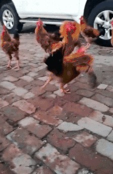 |搞笑GIF:娶了个这样的媳妇真是无语了啊,欢乐无限多呢