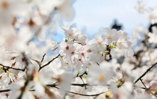 落“樱”缤纷，松江这里太美了