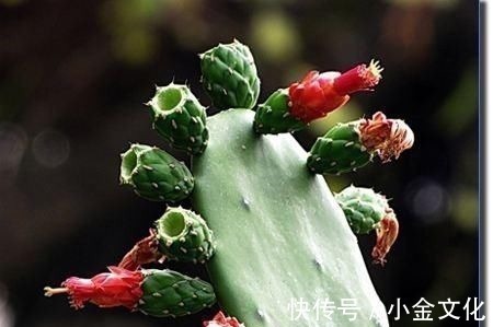 修复|胃炎怎么办,多吃“4宝”,修复胃黏膜,现在知道还来得及