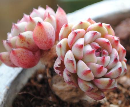 1种家家都有的“废水”,简单一处理,养啥旺啥,多肉也不例外