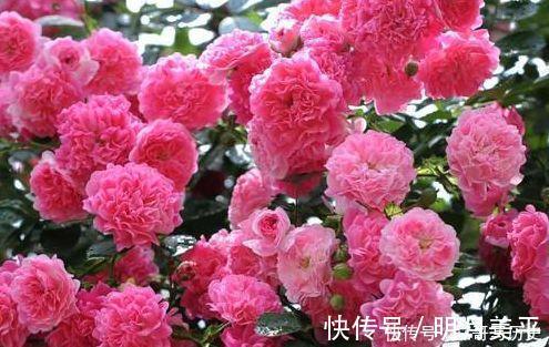 此几款花卉,高端大气,花朵硕大花期长,漂亮好养