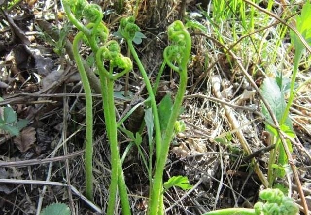 山里一野草，人称“龙头菜”，目前极为珍贵，野外遇见，请勿忽视