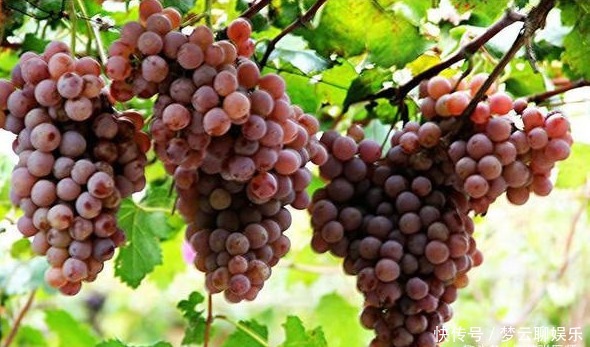 营养|想长寿先排毒,多吃三种食物,营养丰富,味道鲜美,早吃早受益