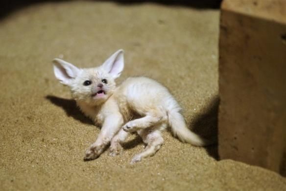 这真的不是天使吗 超可爱耳廓狐宝宝萌照欣赏 快资讯