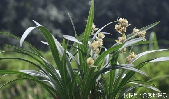 养兰您得学会识别能开花的兰株,否则入不了门