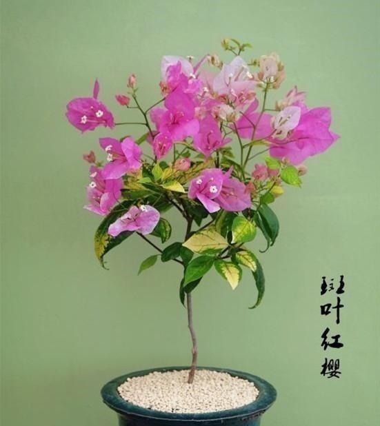 养三角梅的最高境界,看得我直流口水!养三角梅的最高境界,看得我直流口水!