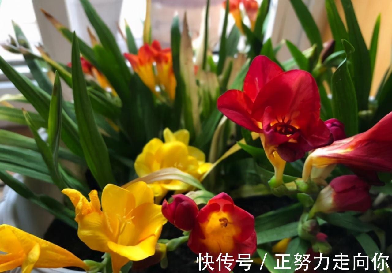 农历9月18霜降后,养什么花?家里养3种花,身心同康福寿双全