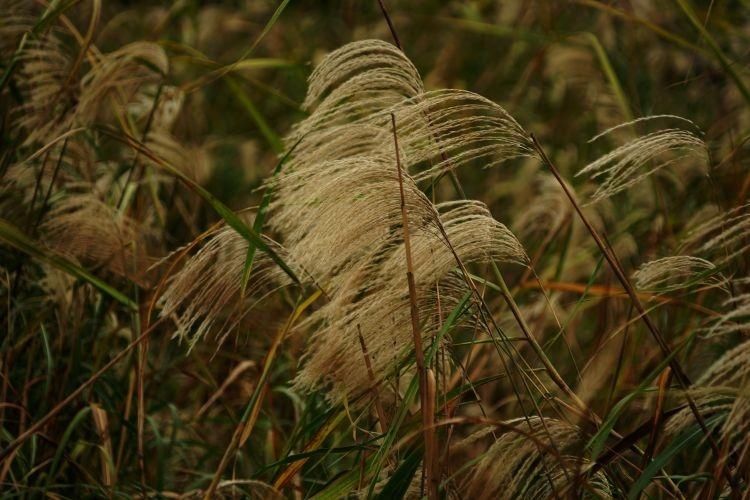 江滨|城中“沙家浜”江滨芦苇荡