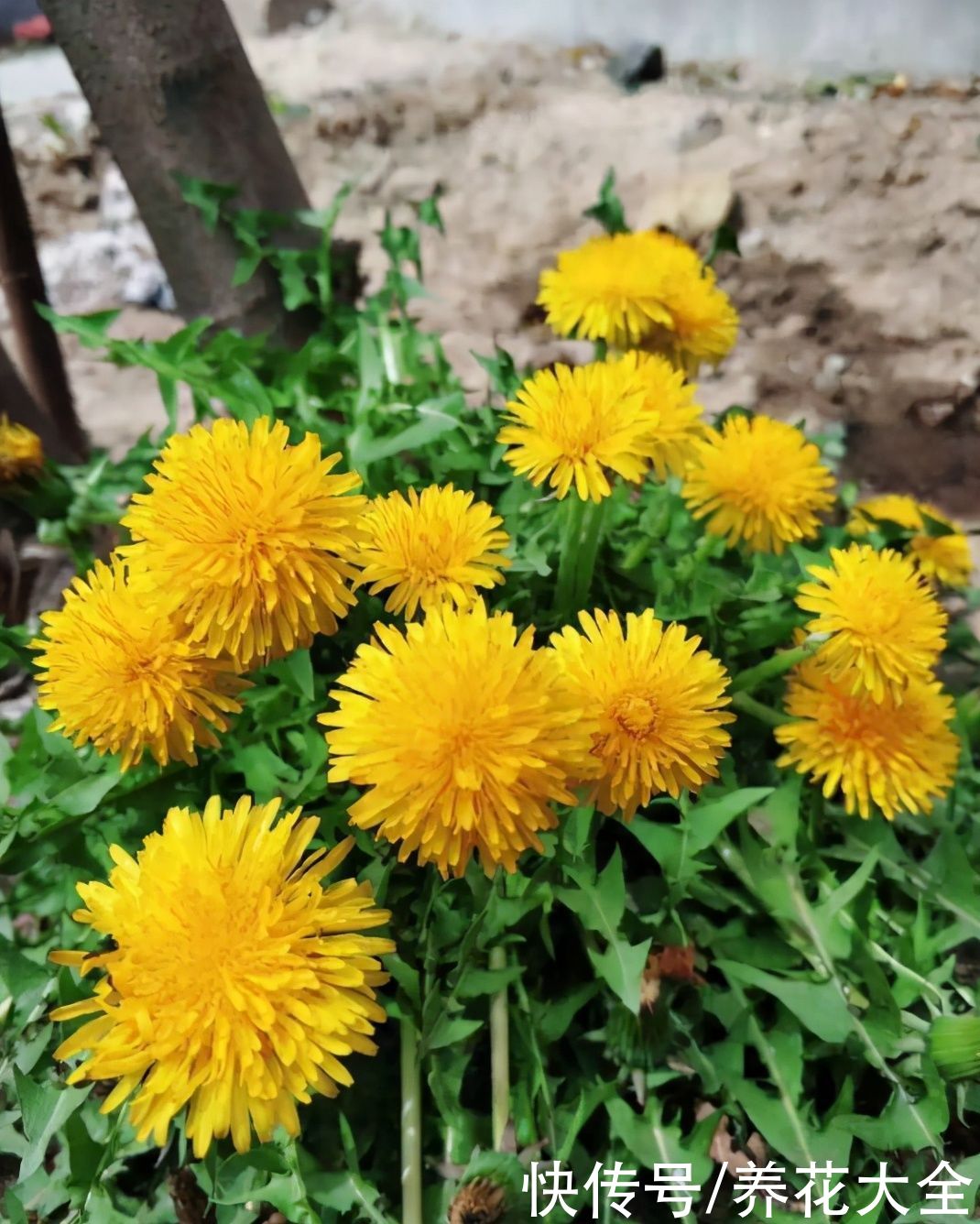 这些小野花春天开得正美，下次见到挖一颗，再也不用买花了