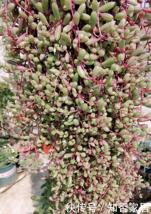 爆盆|养花技巧：折腾不死的25种花，咋养都爆盆，懒人最适合